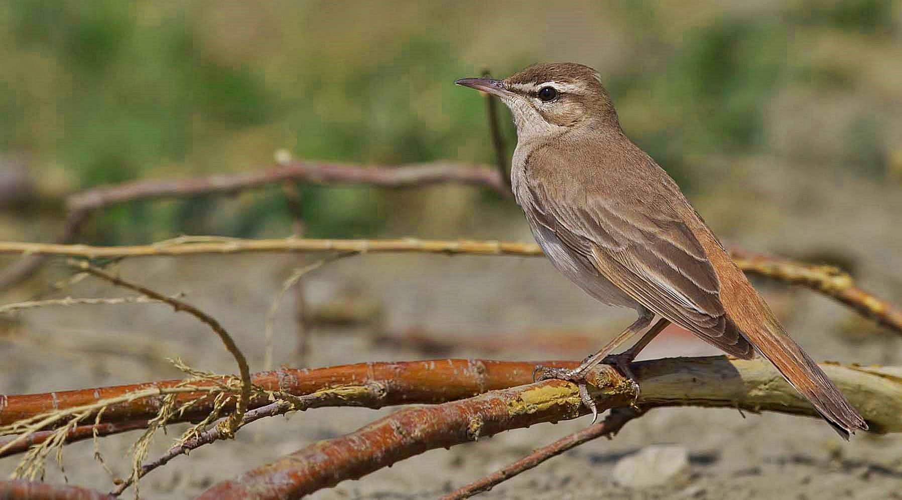 Rufous-tailed Scrub-Robin